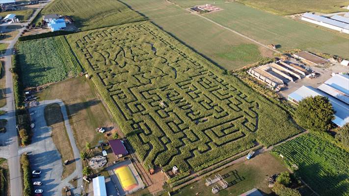 Chilliwack Corn Maze