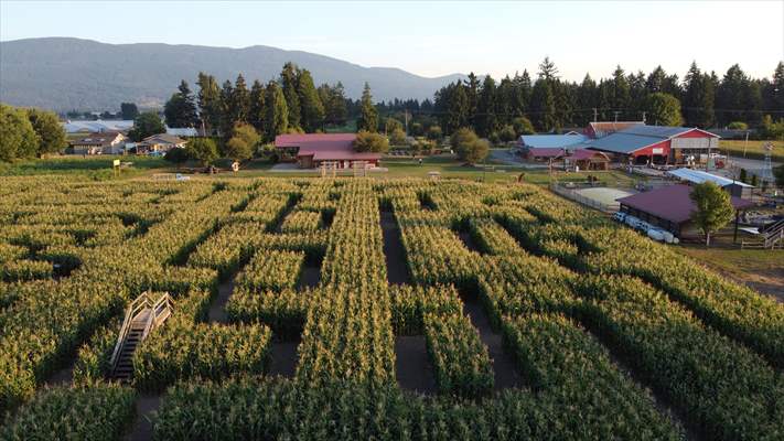 Chilliwack Corn Maze