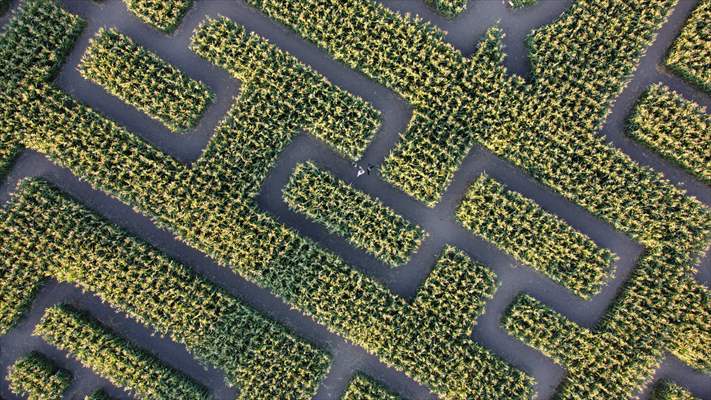 Chilliwack Corn Maze