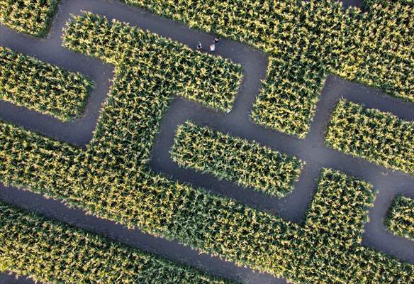 Chilliwack Corn Maze