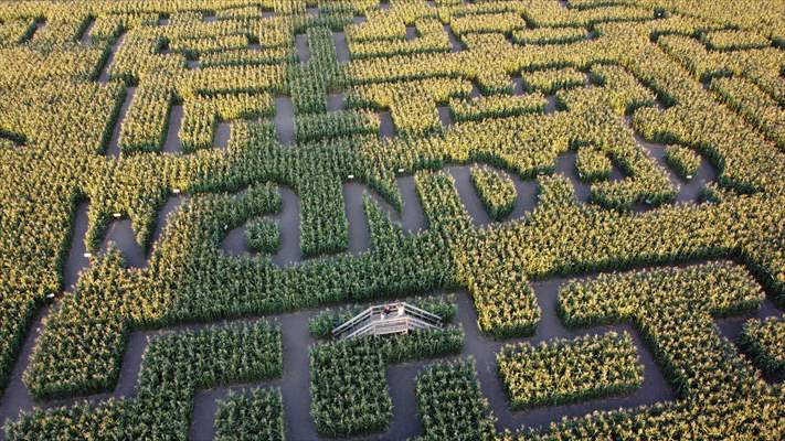 Chilliwack Corn Maze