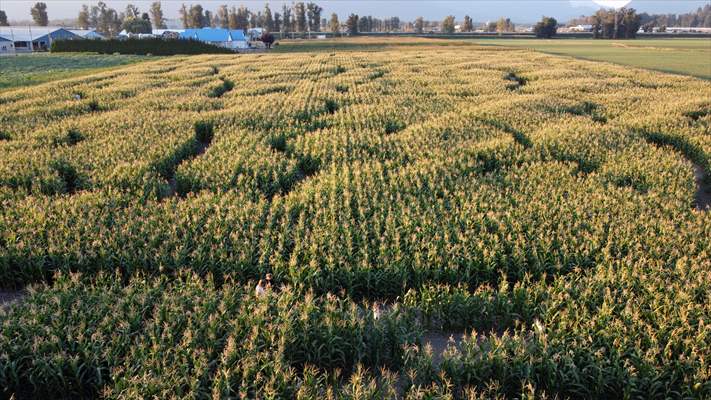 Chilliwack Corn Maze