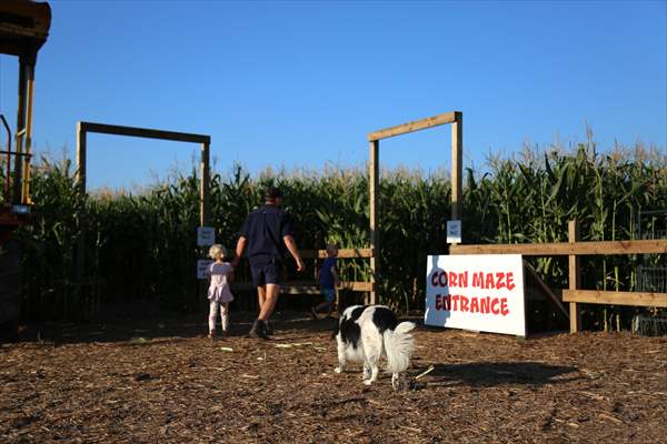 Chilliwack Corn Maze