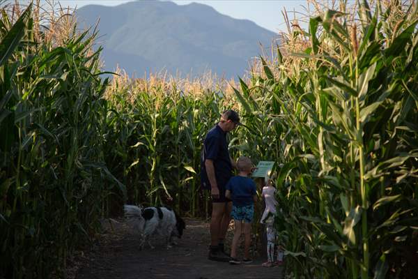 Chilliwack Corn Maze