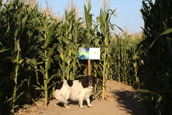 Chilliwack Corn Maze