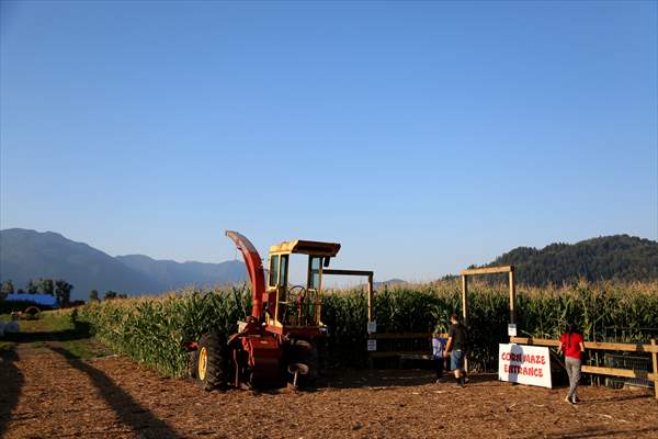 Chilliwack Corn Maze