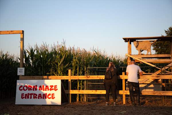 Chilliwack Corn Maze