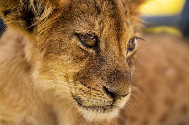 Lion Park in Turkish capital Ankara