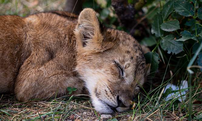 Lion Park in Turkish capital Ankara