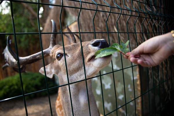 Lion Park in Turkish capital Ankara
