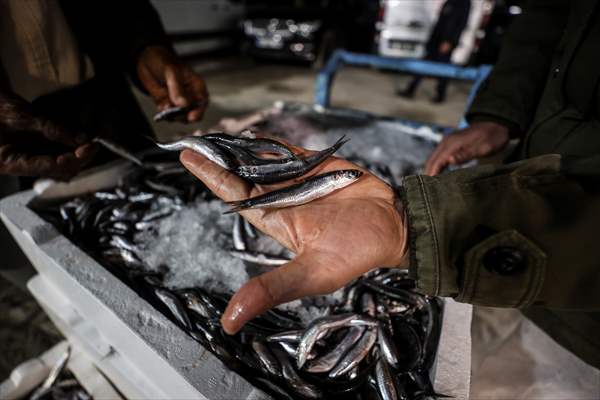 Fish market in Ankara after the beginning of fishing season