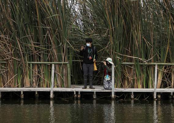 Wildlife Refuge Pantanos de Villa in Lima