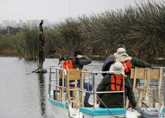 Wildlife Refuge Pantanos de Villa in Lima