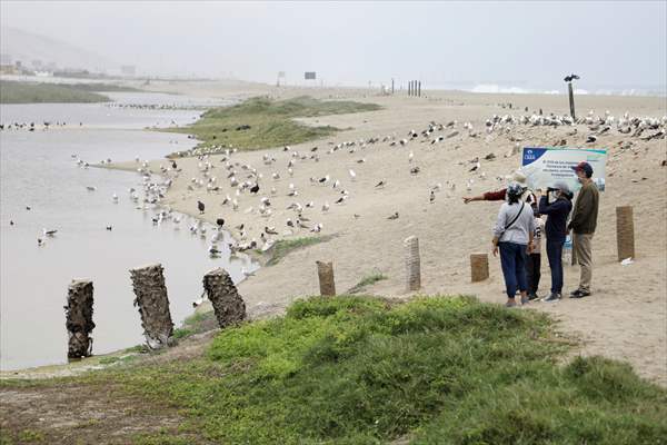 Wildlife Refuge Pantanos de Villa in Lima