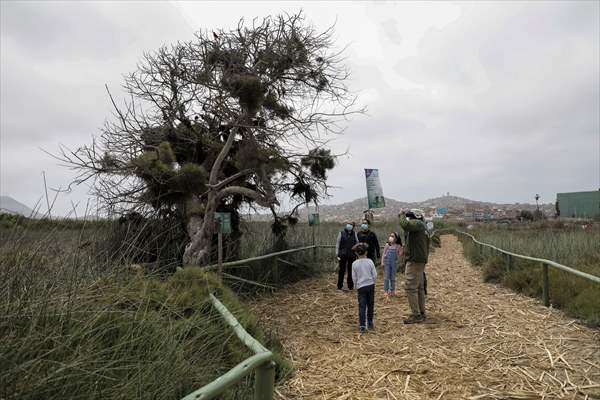 Wildlife Refuge Pantanos de Villa in Lima