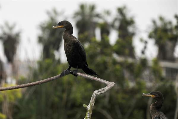 Wildlife Refuge Pantanos de Villa in Lima