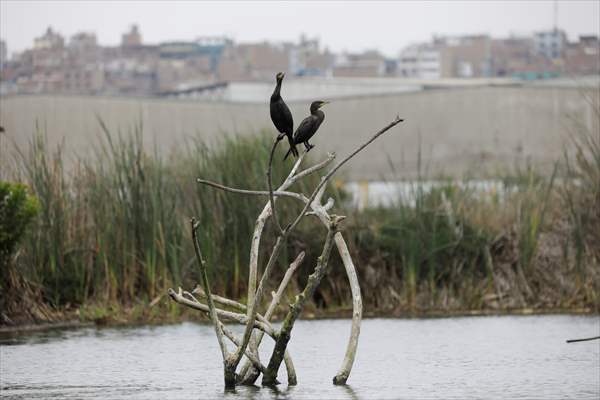 Wildlife Refuge Pantanos de Villa in Lima