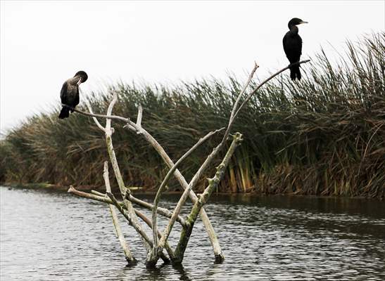 Wildlife Refuge Pantanos de Villa in Lima