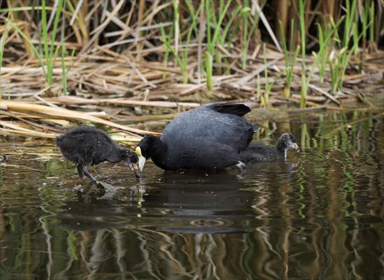 Wildlife Refuge Pantanos de Villa in Lima