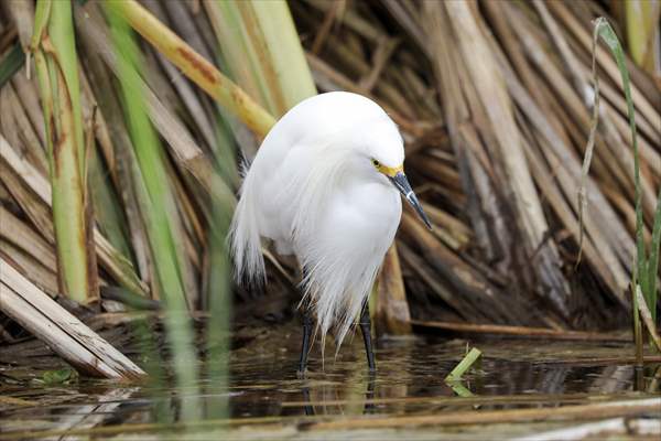 Wildlife Refuge Pantanos de Villa in Lima