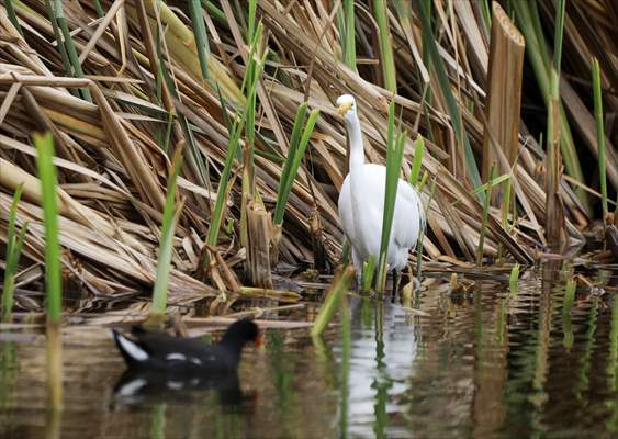 Wildlife Refuge Pantanos de Villa in Lima