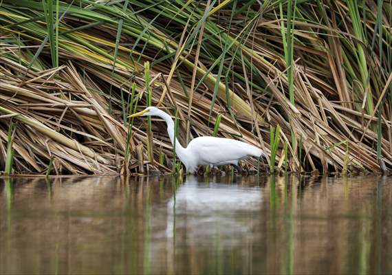 Wildlife Refuge Pantanos de Villa in Lima