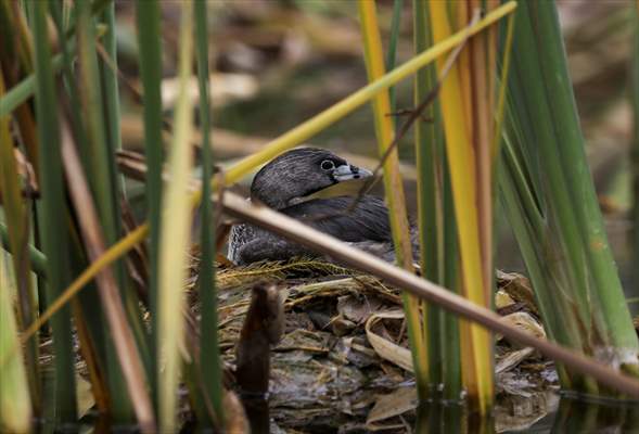 Wildlife Refuge Pantanos de Villa in Lima