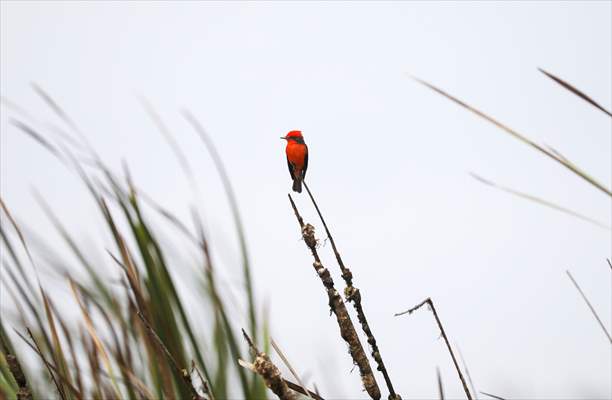 Wildlife Refuge Pantanos de Villa in Lima