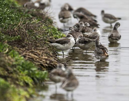 Wildlife Refuge Pantanos de Villa in Lima