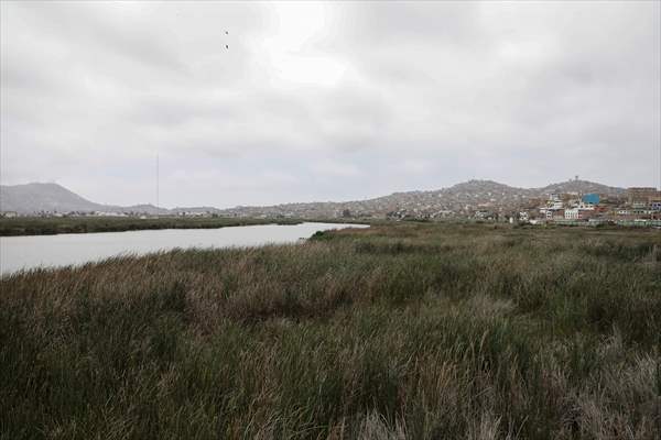 Wildlife Refuge Pantanos de Villa in Lima