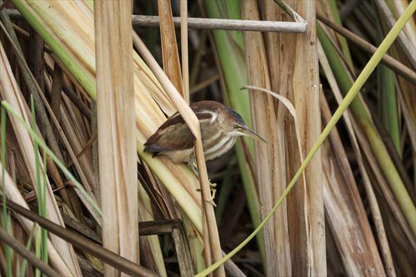 Wildlife Refuge Pantanos de Villa in Lima