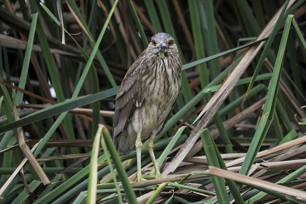 Wildlife Refuge Pantanos de Villa in Lima