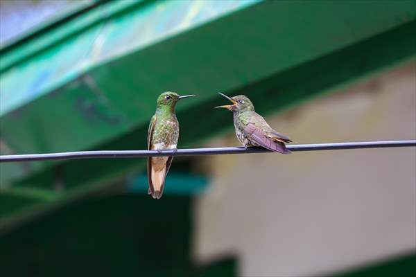 Hummingbirds and other birds around Manizales, Colombia