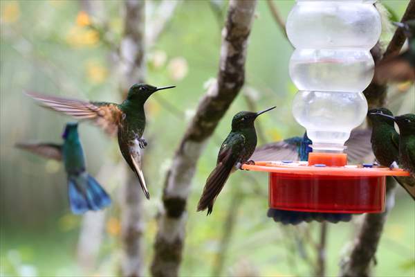 Hummingbirds and other birds around Manizales, Colombia