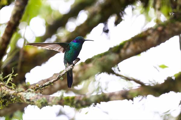 Hummingbirds and other birds around Manizales, Colombia