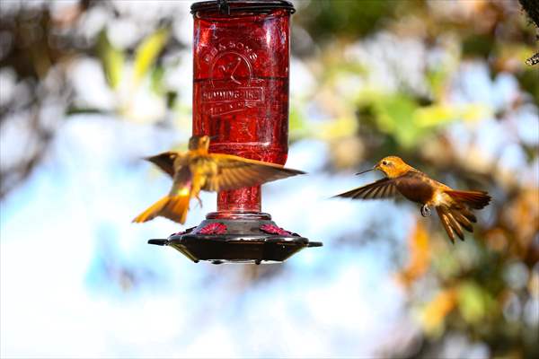 Hummingbirds and other birds around Manizales, Colombia