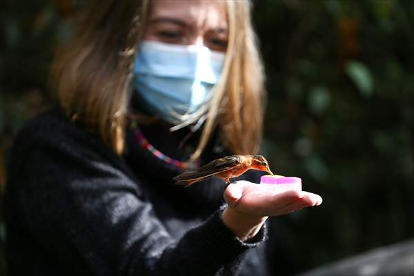 Hummingbirds and other birds around Manizales, Colombia