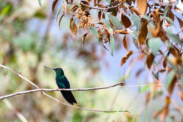 Hummingbirds and other birds around Manizales, Colombia