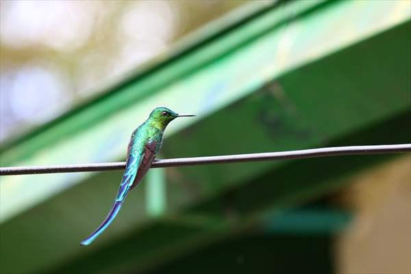 Hummingbirds and other birds around Manizales, Colombia