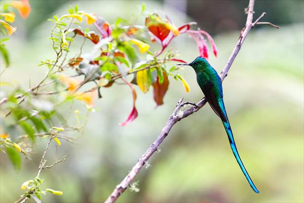 Hummingbirds and other birds around Manizales, Colombia