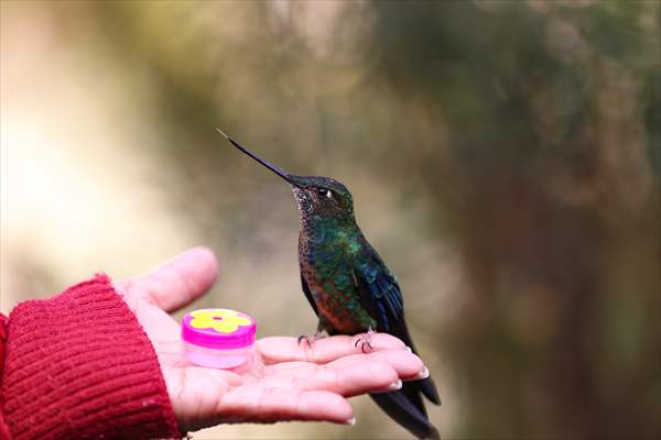 Hummingbirds and other birds around Manizales, Colombia