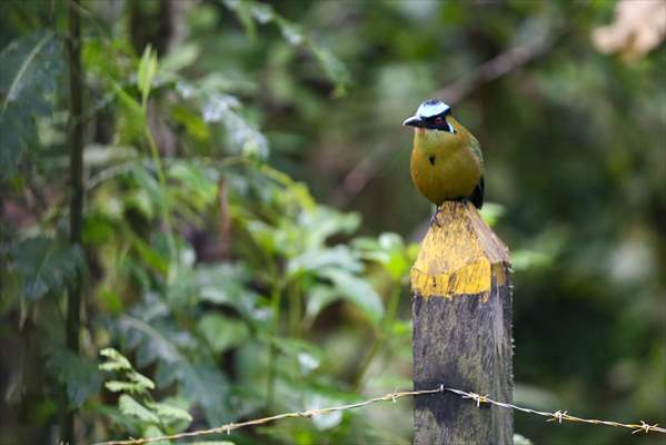 Hummingbirds and other birds around Manizales, Colombia