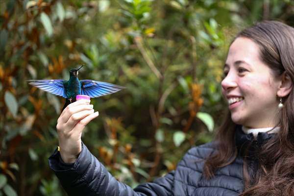 Hummingbirds and other birds around Manizales, Colombia