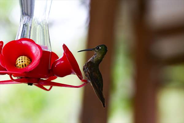 Hummingbirds and other birds around Manizales, Colombia