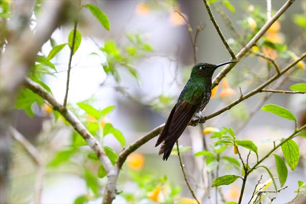 Hummingbirds and other birds around Manizales, Colombia