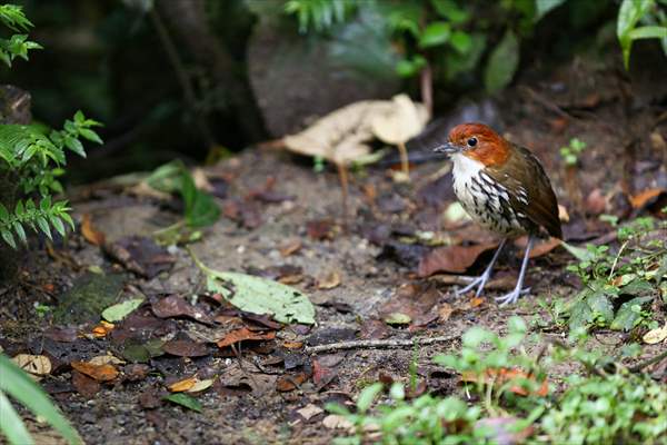 Hummingbirds and other birds around Manizales, Colombia