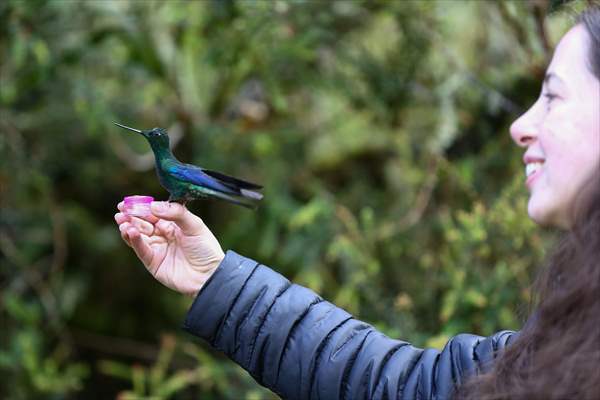 Hummingbirds and other birds around Manizales, Colombia