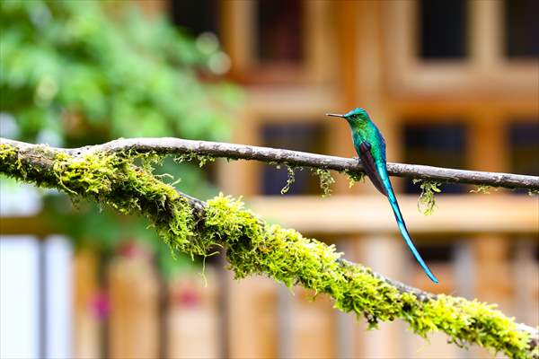 Hummingbirds and other birds around Manizales, Colombia