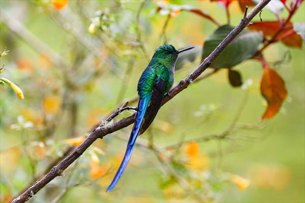 Hummingbirds and other birds around Manizales, Colombia