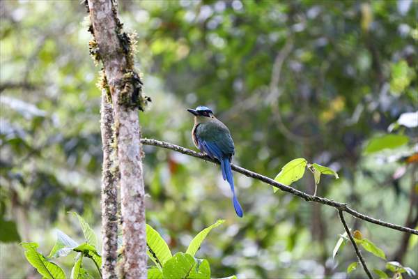 Hummingbirds and other birds around Manizales, Colombia